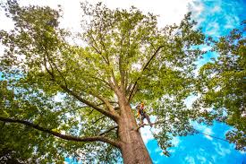 Best Tree Disease Treatment  in Coats Bend, AL
