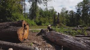 Best Root Management and Removal  in Coats Bend, AL