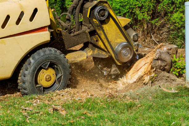 Best Tree Cabling and Bracing  in Coats Bend, AL