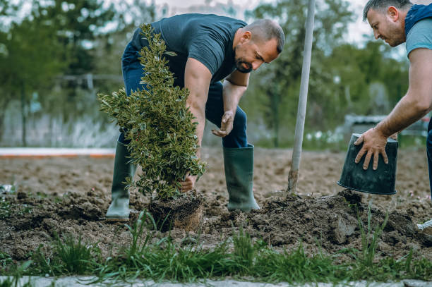 Best Arborist Consultation Services  in Coats Bend, AL