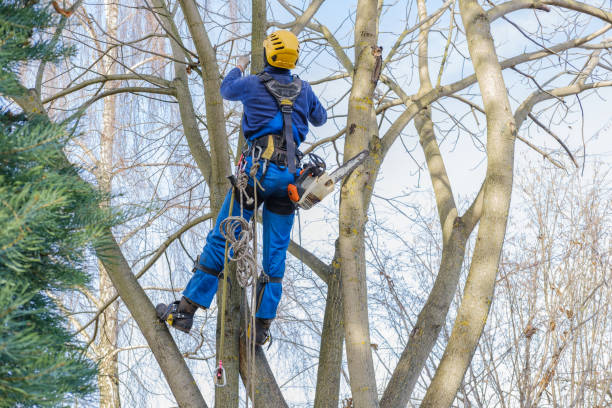 Best Tree Preservation Services  in Coats Bend, AL