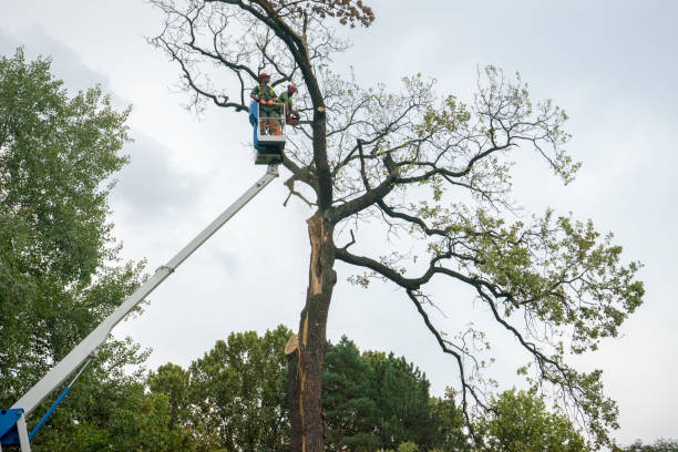 How Our Tree Care Process Works  in  Coats Bend, AL