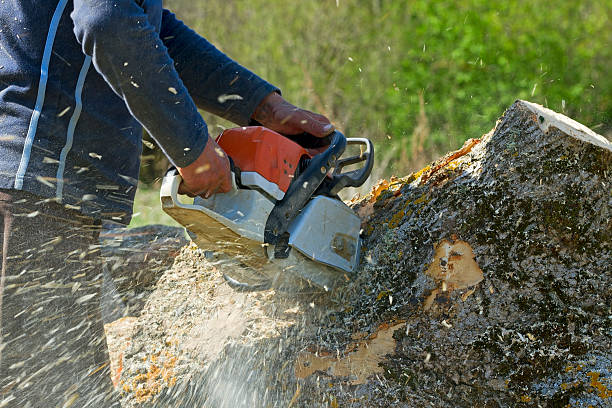 Best Lawn Irrigation Installation and Maintenance  in Coats Bend, AL